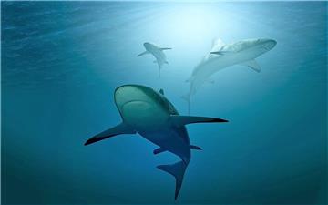 Liệu cá mập, cá đuối có đang sử dụng trang trại điện gió ngoài khơi làm môi trường sống?